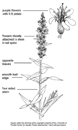 purple loosestrife invasive species